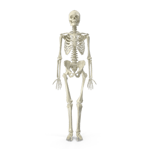 skeleton